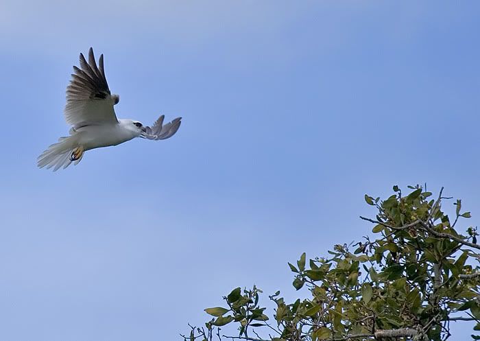 IMAGE: http://i55.photobucket.com/albums/g151/dearis_photos/kite13.jpg