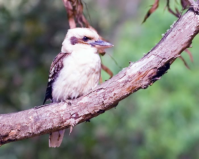 IMAGE: http://i55.photobucket.com/albums/g151/dearis_photos/kookaburra.jpg