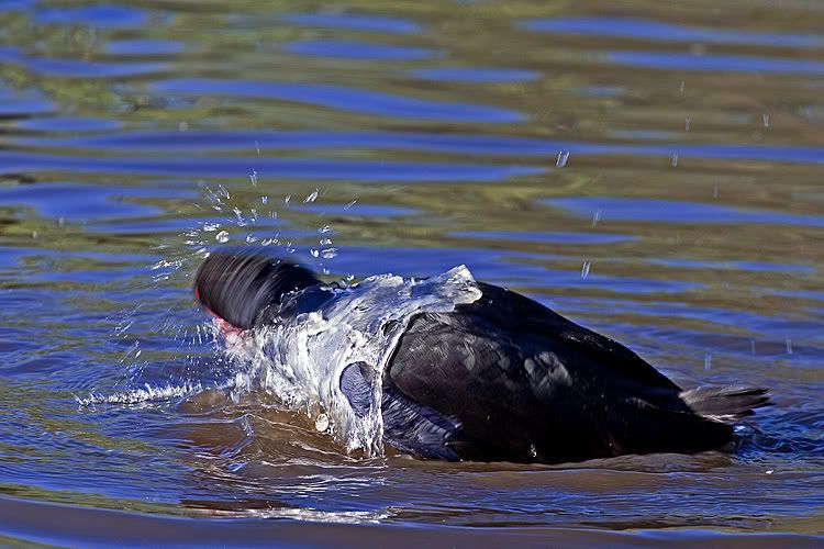 IMAGE: http://i55.photobucket.com/albums/g151/dearis_photos/purpleswamphen1.jpg