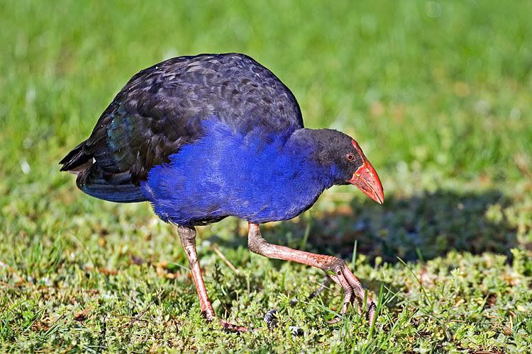 IMAGE: http://i55.photobucket.com/albums/g151/dearis_photos/purpleswamphen25092006.jpg