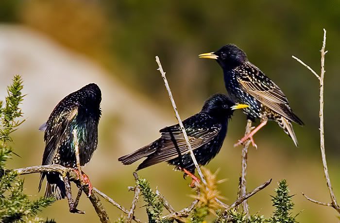 IMAGE: http://i55.photobucket.com/albums/g151/dearis_photos/starlings2.jpg