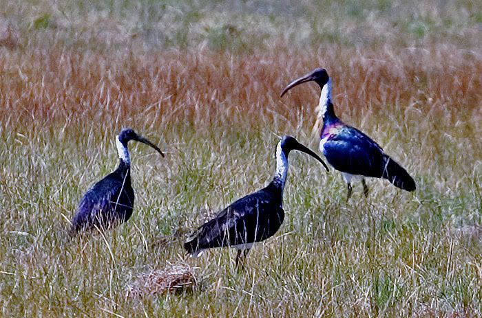 IMAGE: http://i55.photobucket.com/albums/g151/dearis_photos/strawneckedibis3.jpg