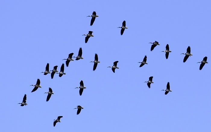 IMAGE: http://i55.photobucket.com/albums/g151/dearis_photos/strawneckedibisflight.jpg