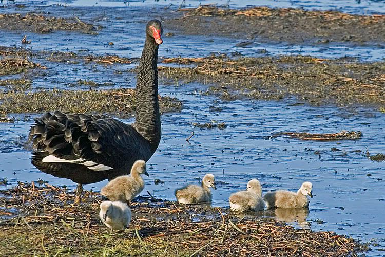 IMAGE: http://i55.photobucket.com/albums/g151/dearis_photos/swan1.jpg