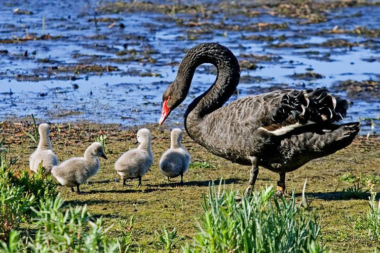 IMAGE: http://i55.photobucket.com/albums/g151/dearis_photos/swan2.jpg