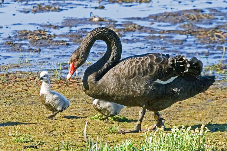 IMAGE: http://i55.photobucket.com/albums/g151/dearis_photos/swan4.jpg