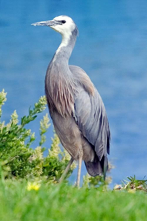 IMAGE: http://i55.photobucket.com/albums/g151/dearis_photos/wfheron.jpg