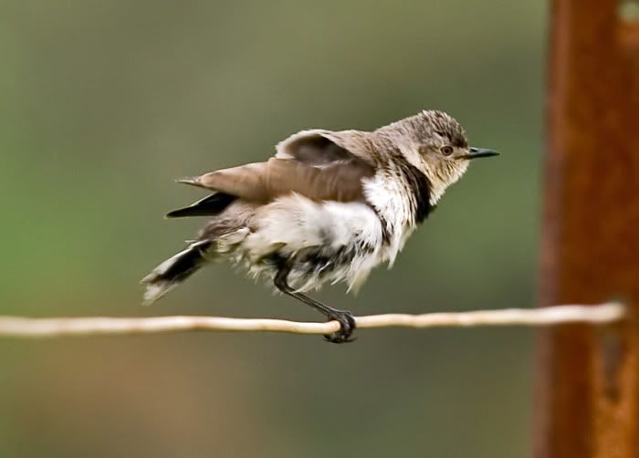 IMAGE: http://i55.photobucket.com/albums/g151/dearis_photos/whitefrontedchat2.jpg