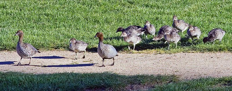 IMAGE: http://i55.photobucket.com/albums/g151/dearis_photos/woodduck.jpg