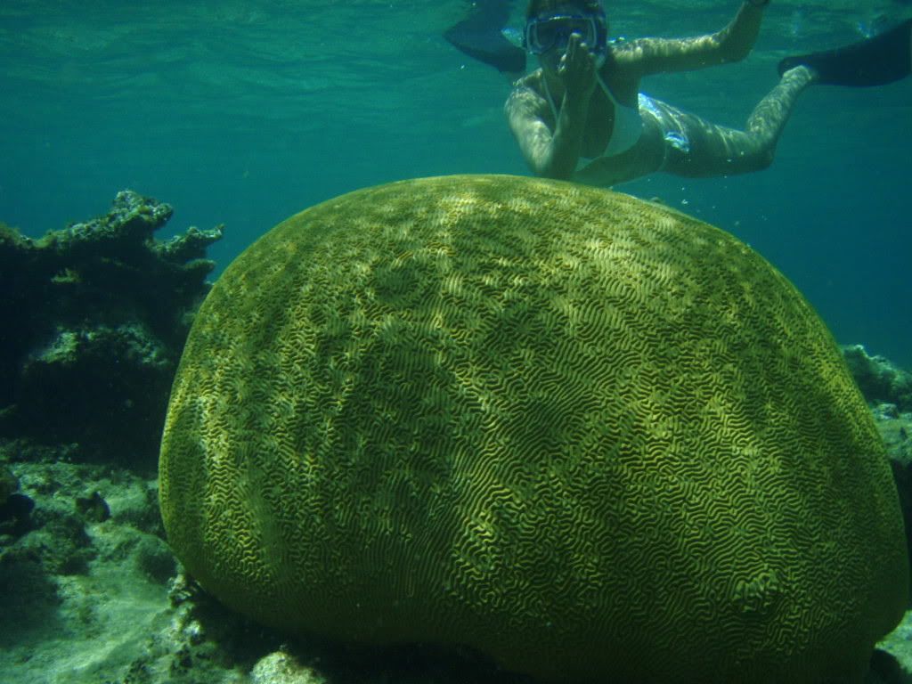 IMAGE: http://i55.photobucket.com/albums/g152/JMC_711/P8290649-1.jpg