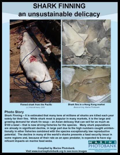 shark finning facts. delicacy shark-fin soup.