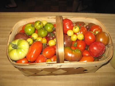 varieties of tomatoes. varieties of tomatoes.