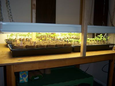 When To Start Seeds Indoors