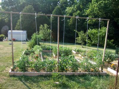 Trellised Tomatoes