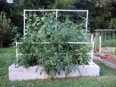 Cinder Block Garden Beds on Experimenting With Using Cinder Blocks And Making The Beds Deeper