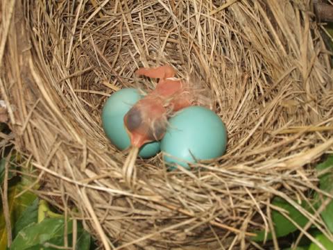 GardenDesk: What happened to our Robins?