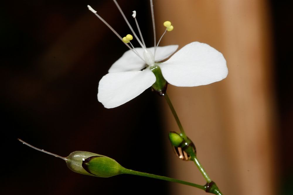 IMAGE: http://i55.photobucket.com/albums/g156/astro_south/400D/cedar_creek_feb2008/20080217_flower-bud.jpg