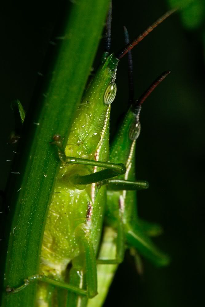IMAGE: http://i55.photobucket.com/albums/g156/astro_south/400D/cedar_creek_feb2008/20080217_pigyback.jpg