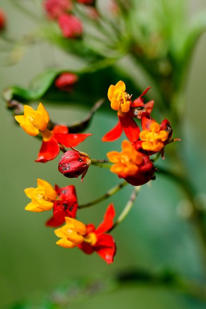 IMAGE: http://i55.photobucket.com/albums/g156/astro_south/400D/cedar_creek_feb2008/20080217_redbud.jpg