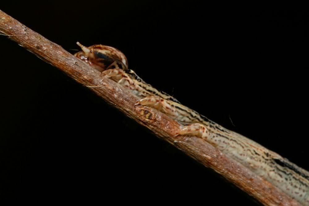 IMAGE: http://i55.photobucket.com/albums/g156/astro_south/400D/cedar_creek_feb2008/20080217_thin_cat-slug.jpg