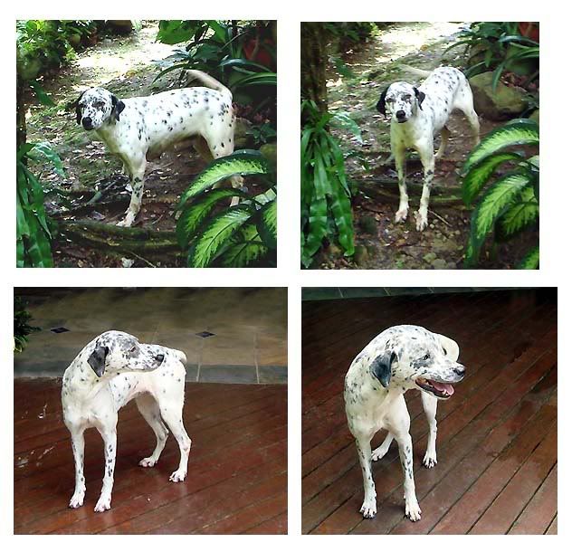 Dalmations As Pets. (ADOPTION) PETS IN NEED OF
