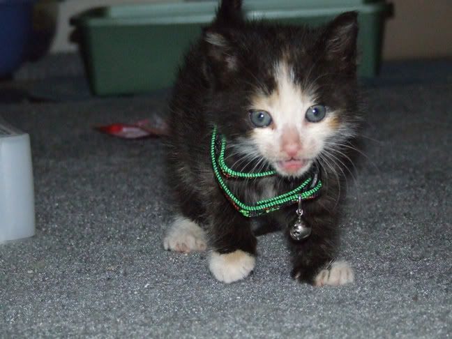 Photo Sharing and Video Hosting at Photobucket