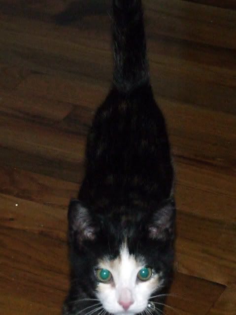 Photo Sharing and Video Hosting at Photobucket