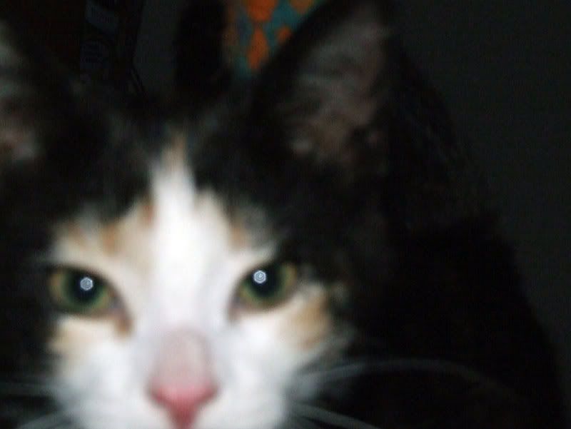 Photo Sharing and Video Hosting at Photobucket