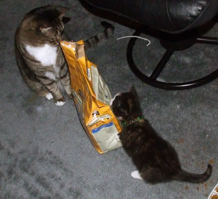 Photo Sharing and Video Hosting at Photobucket