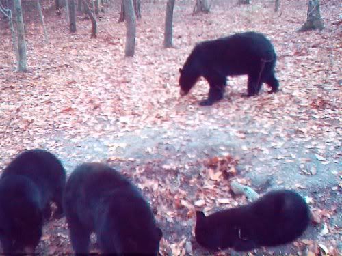 Family of Bears pose for Dad's Tree Cam