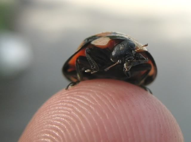 ladybug_small.jpg