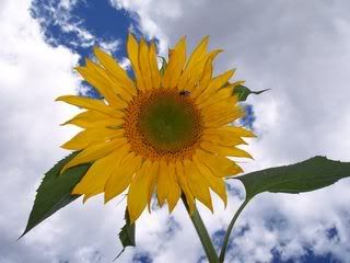  photo Sunflower-Bee-Clouds.jpg