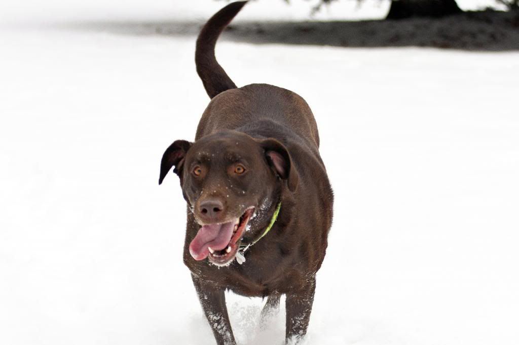 IMAGE: http://i55.photobucket.com/albums/g159/BigLug/Riley%20and%20Mazie%201-2014/Riley9.jpg