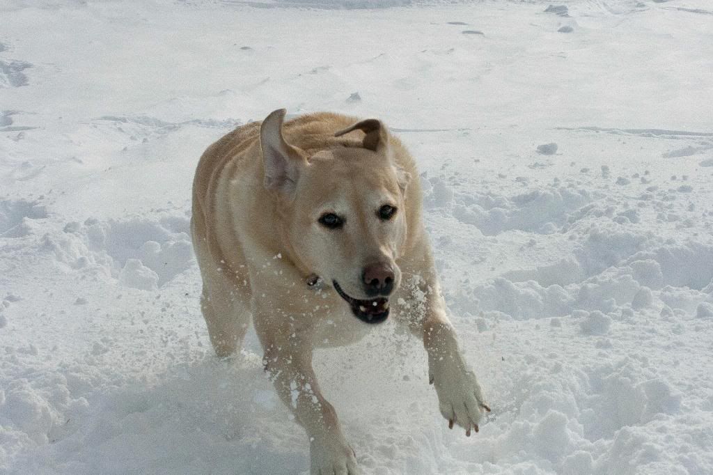 IMAGE: http://i55.photobucket.com/albums/g159/BigLug/Riley%20and%20Mazie%201-2014/mazie3.jpg