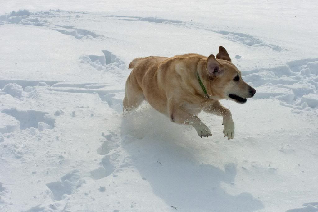 IMAGE: http://i55.photobucket.com/albums/g159/BigLug/Riley%20and%20Mazie%201-2014/mazie4.jpg