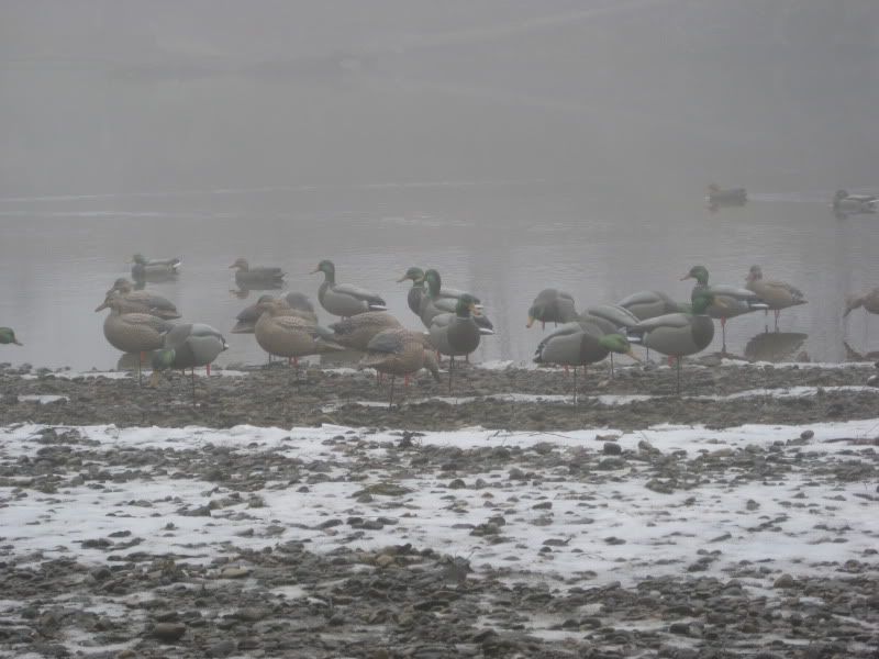 Best Dog Blind Duck Hunting Forum