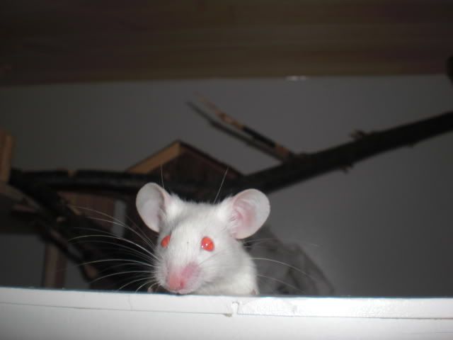 CIMG3954.jpg