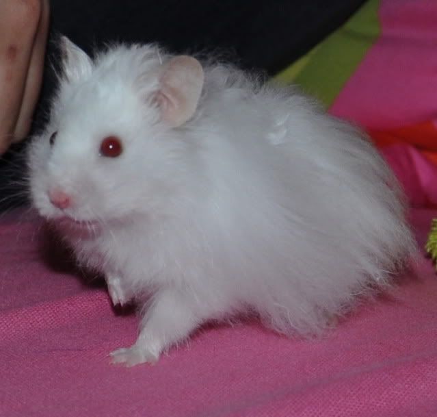 dsc_0438.jpg