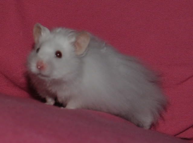 dsc_0445.jpg