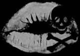 skulls and kisses. Pictures, Images and Photos