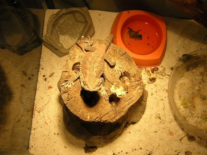DSCN2039.jpg