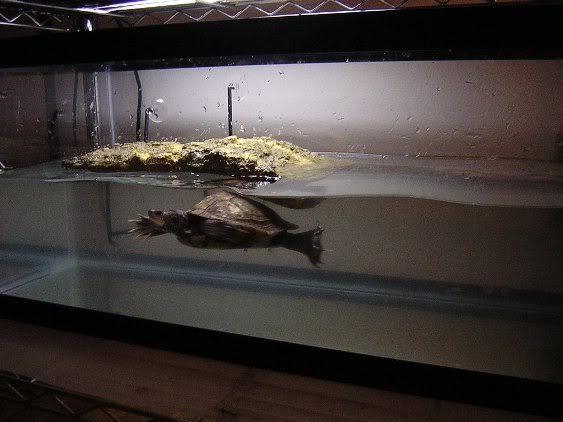 Mapturtle.jpg
