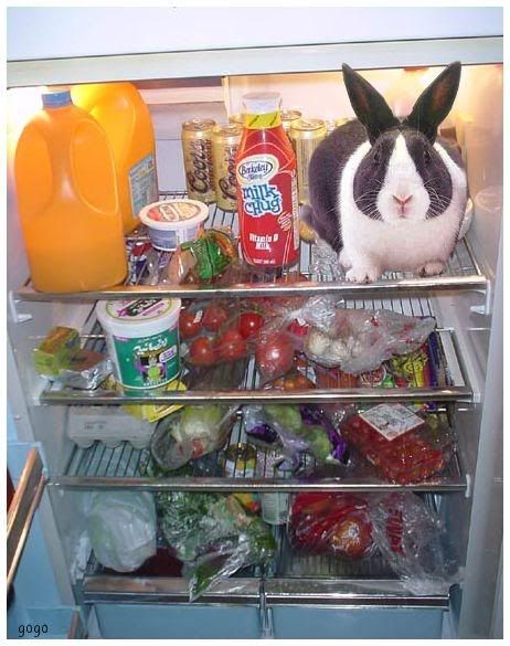 fridge.jpg