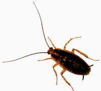 photo COCKROACH.gif