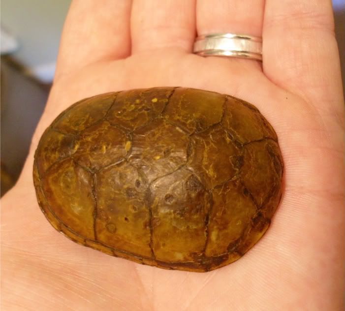 Mississippi Mud shell condition - Sand & Silt - Turtle Forum