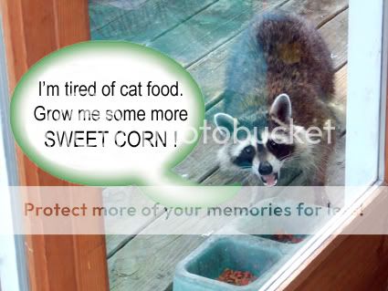 Gardendesk Repelling Raccoons - 3 Ways To Keep Raccoons Out Of Your Corn