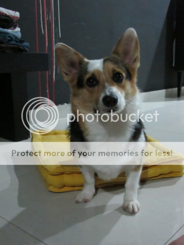 Corgi Puppy For Sale Malaysia Videos Facebook