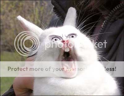 horror bunnycat manip, posted kill_de_bunnies 9-28-12